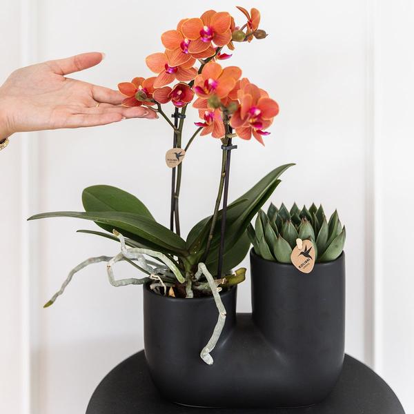 Kolibri Orchids | Set van oranje orchidee Bolzano en succulent in Tube sierpot black - potmaat Ø9cm | bloeiende kamerplant - vers van de kweker