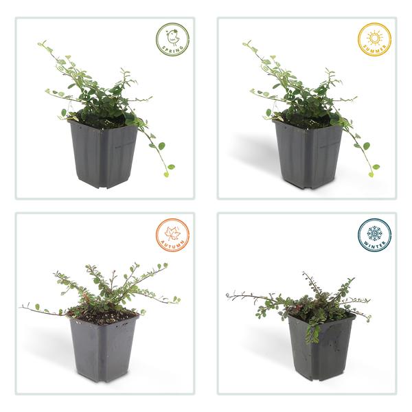 6x Cotoneaster pr. 'Streib's Findling' - ↕10-25cm - Ø9cm