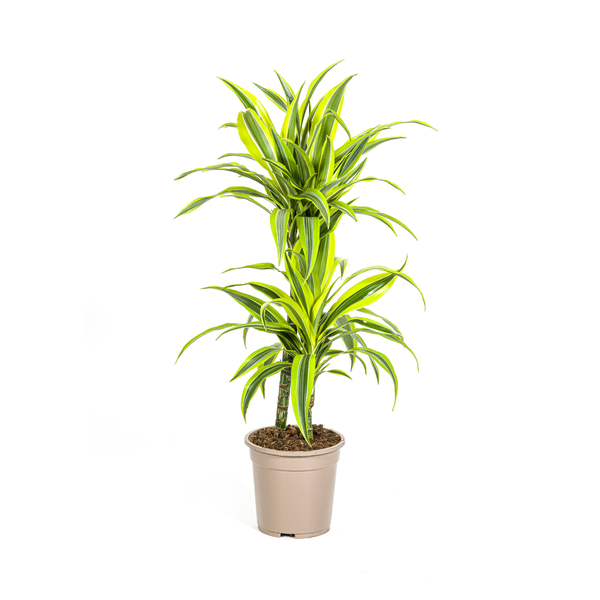 Dracaena Deremensis Lemon Lime Ø19cm - ↕70 - 90cm