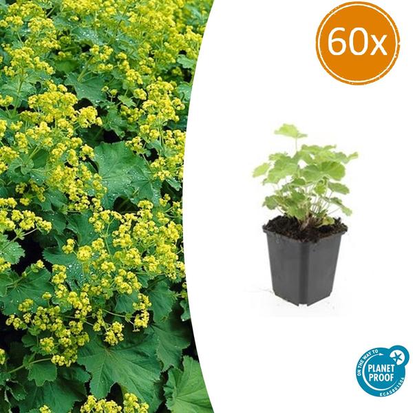 60x Alchemilla mollis - ↕10-25cm - Ø9cm