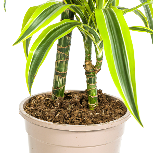 Dracaena Deremensis Lemon Lime Ø19cm - ↕70 - 90cm