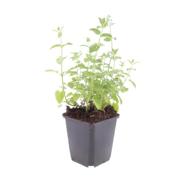 Nepeta 'Six Hills Giant' - ↕10-25cm - Ø9cm  - 40x