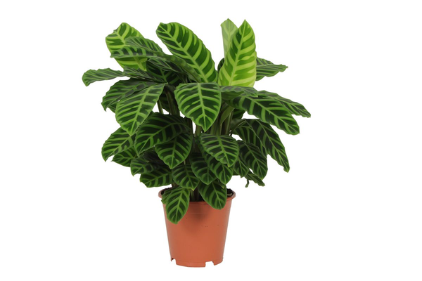 Calathea Zebrina - 80 cm - Ø19cm