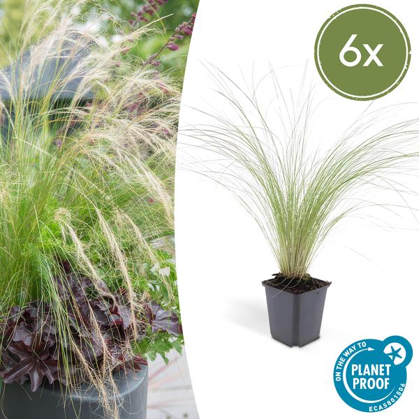 6x Stipa tenuissima 'Ponytails' - ↕10-25cm - Ø9cm