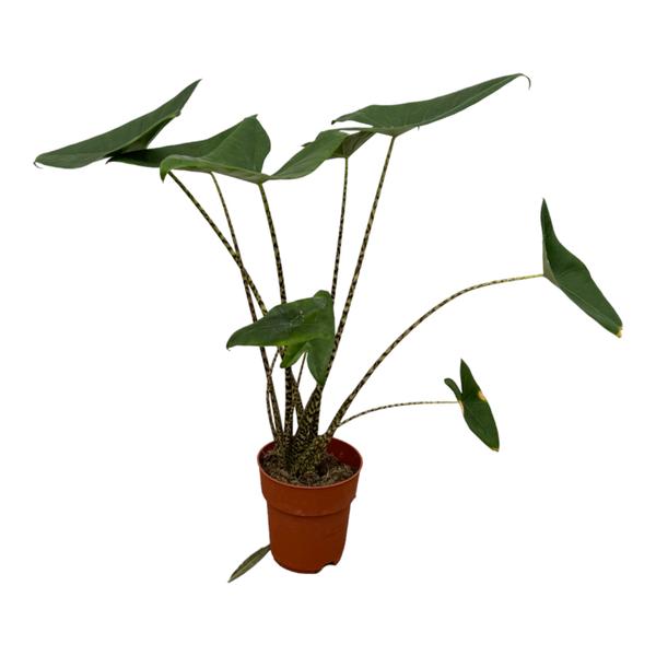 Alocasia Zebrina - 80 cm - Ø21cm