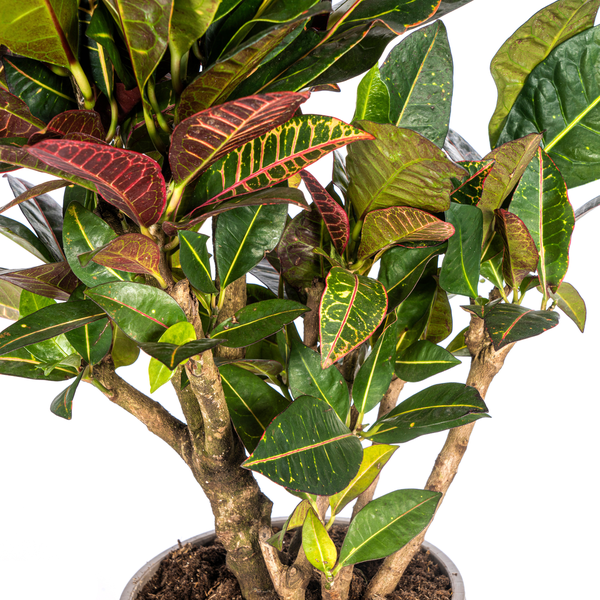 Codiaeum 'Croton' Petra Ø21cm - ↕60 - 80cm