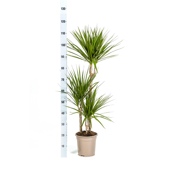 Dracaena Marginata Green Ø21cm - ↕110 - 130cm