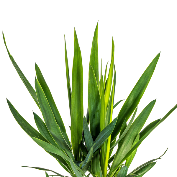 Yucca Elephantipes Ø19cm - ↕70 - 90cm