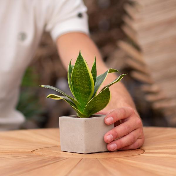 Congreet plantpots + Sansevieria | Een nieuwe stek