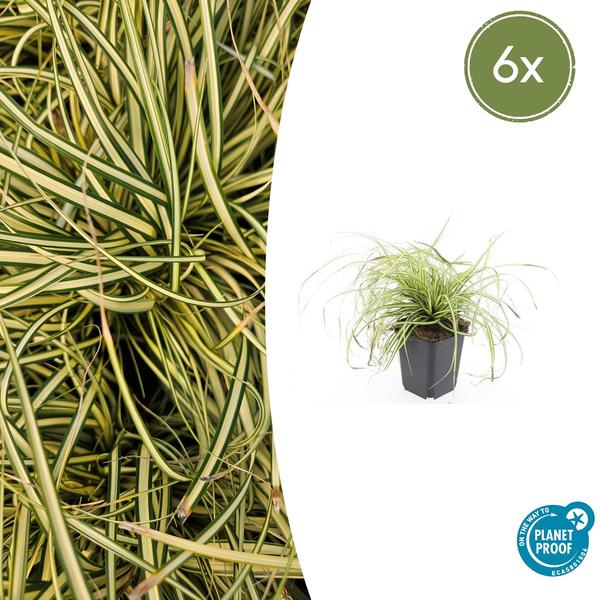 6x Carex oshim. 'Evergold'  - ↕10-25cm - Ø9cm