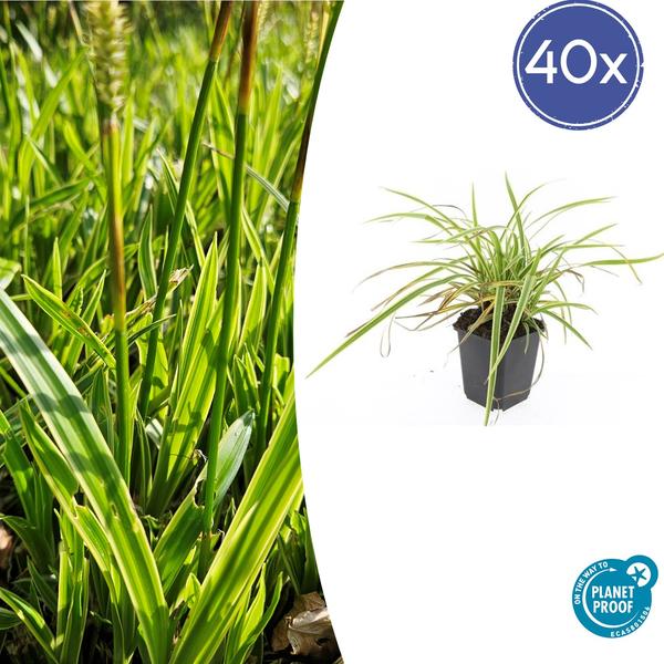 40x Carex morrowii 'Aureovariegata'  - ↕10-25cm - Ø9cm