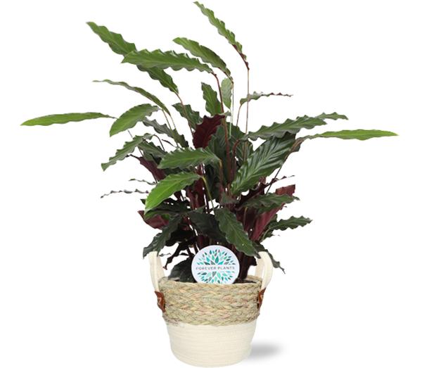 Calathea Rufibarba - Ø21cm - ↕85cm + Lily Pot D23x20cm - Wit