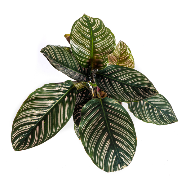 Calathea Ornata Sanderiana Ø17cm - ↕40 - 50cm