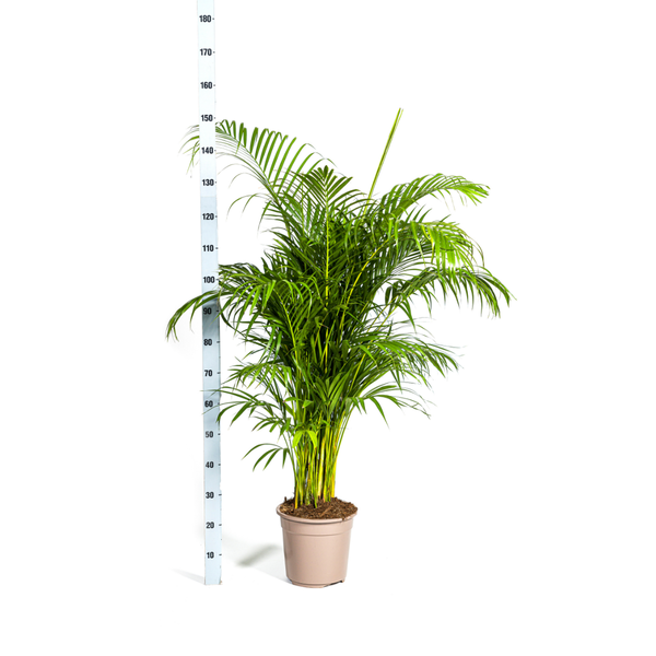 Dypsis Areca lutescens Ø27cm - ↕150 - 170cm