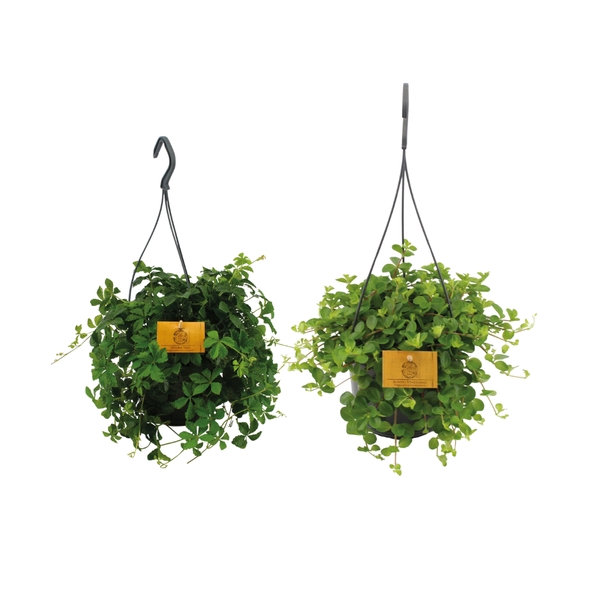 Hangplant duo - 2 stuks - Ø15cm - ↕25cm