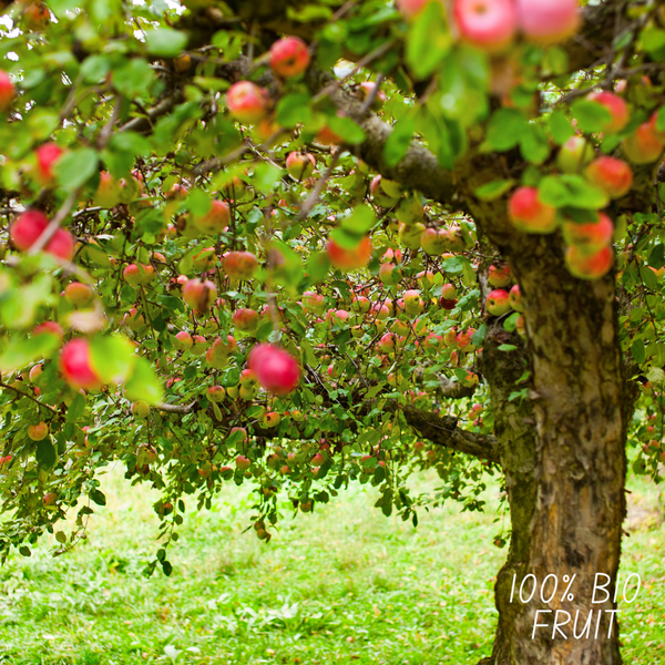 Biologische Appelboom Malus - 1 x Ø 20 cm - ↨ 60 cm