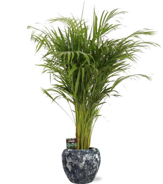 Dypsis Lutescens - Ø21cm - ↕110cm + Doug Pot D24x22cm - Zwart Wit