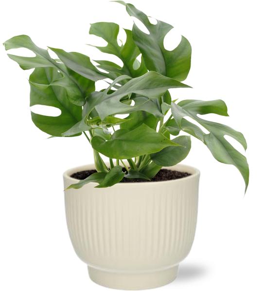 Monstera Minima - Ø12cm - ↕25cm + Potenza Rib Pot D13x11cm - Wit