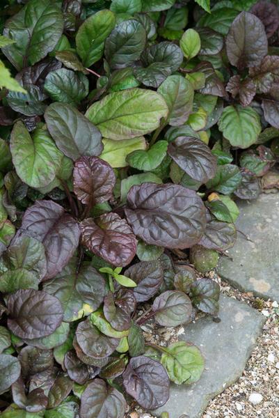 40x Ajuga reptans 'Catlin's Giant' - ↕10-25cm - Ø9cm