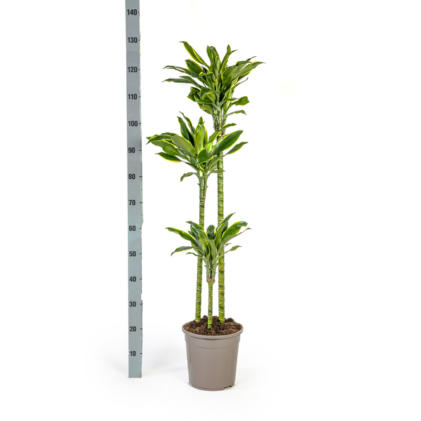 Dracaena Fragrans Golden Coast Ø24cm - ↕130 - 150cm