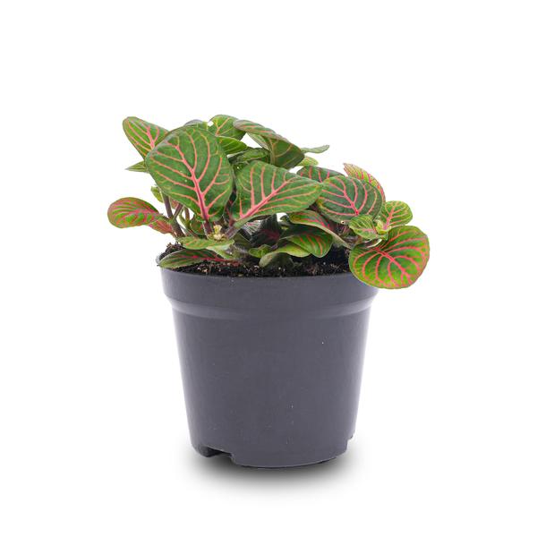 Fittonia Bubble Red - Red and green - Mosaic plant - potmaat 8