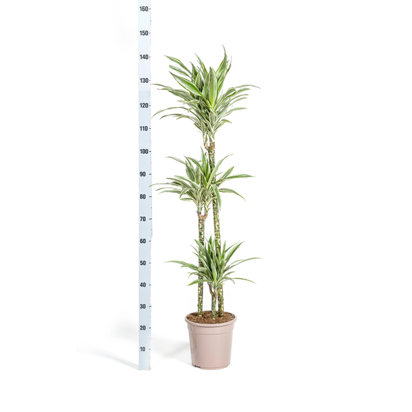 Dracaena Deremensis White Stripe Ø24cm - ↕130 - 150cm