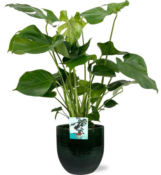 Monstera Deliciosa - Ø19cm - ↕60cm + Jolin Pot D20x18cm - Groen