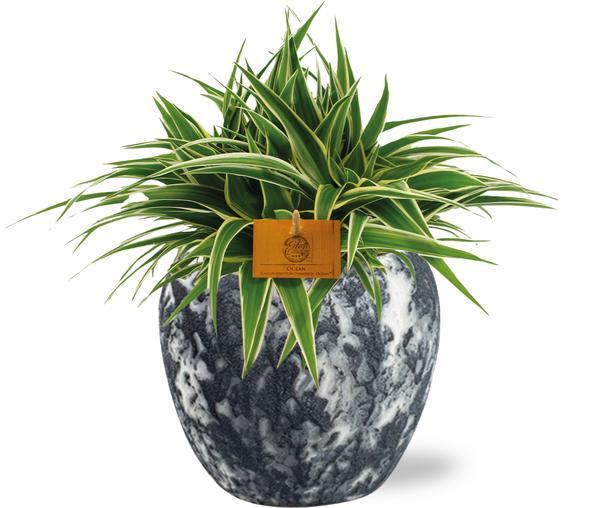 Chlorophytum Ocean - Ø15cm - ↕25cm + Doug Pot D16x14cm - Zwart Wit