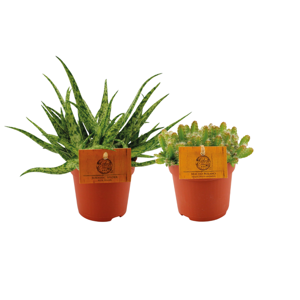 Aloe Spider/Hylocereus Undatus Duo - 2 stuks - Ø10,5cm - ↕15cm