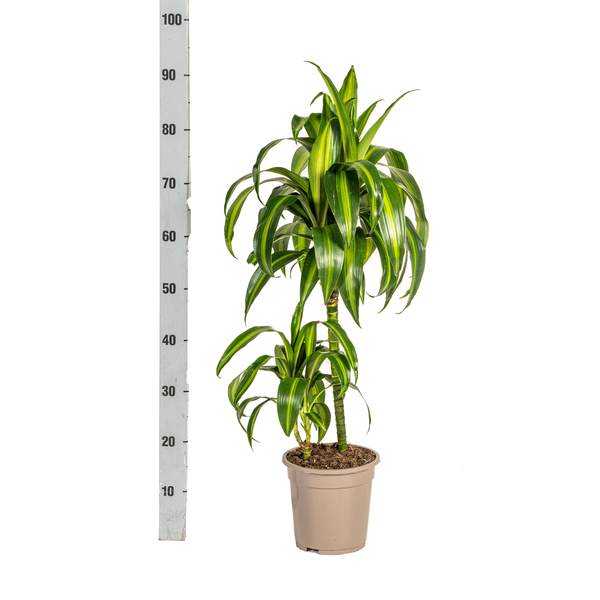 Dracaena Deremensis Hawaiian Sunshine Ø19cm - ↕70 - 90cm