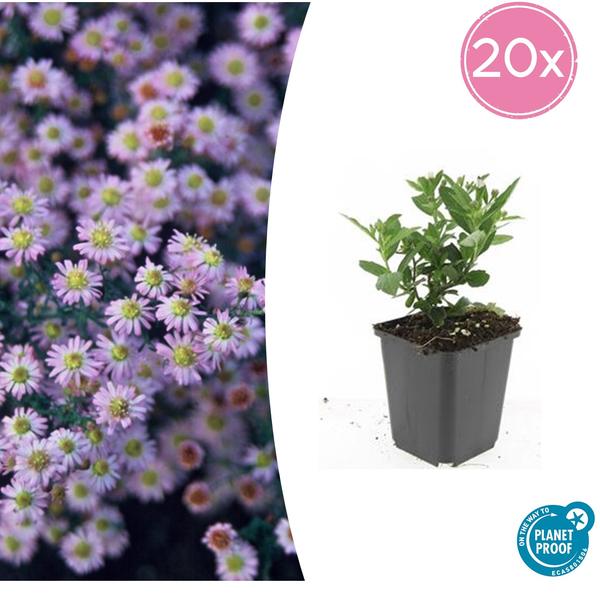 20x Aster ageratoides 'Stardust' - ↕10-25cm - Ø9cm