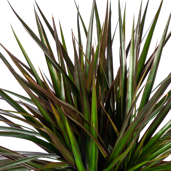 Dracaena Marginata Magenta Ø24cm - ↕130 - 150cm