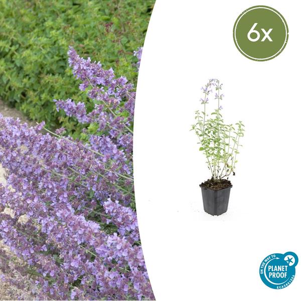 6x Nepeta 'Walker's Low' - ↕10-25cm - Ø9cm