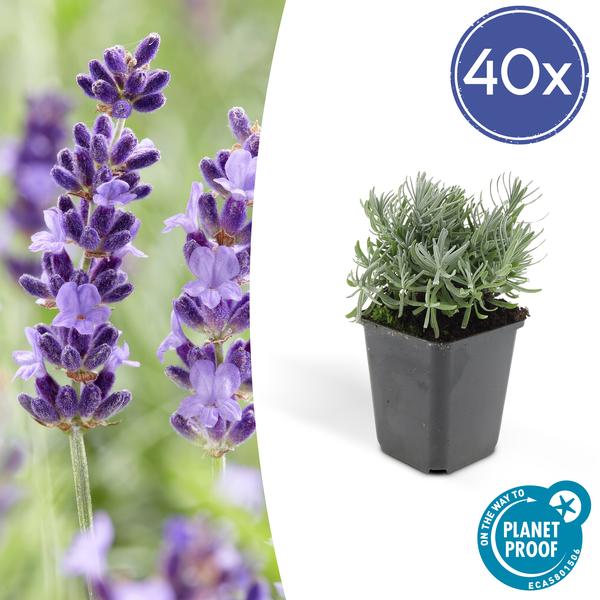 40x Lavandula 'Hidcote' - ↕10-25cm - Ø9cm