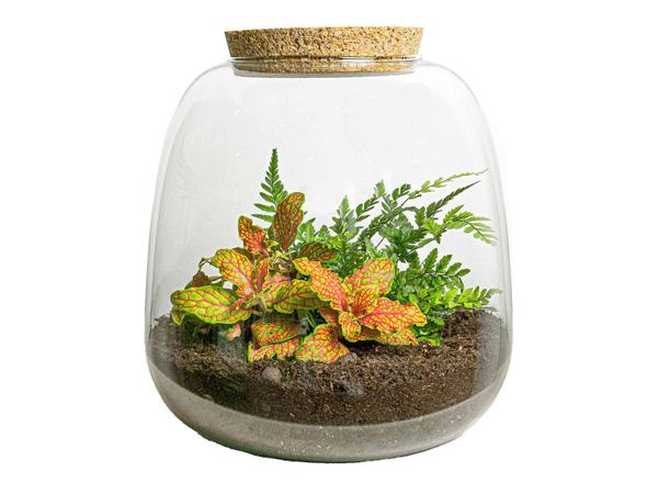 Planten terrarium - Emma Mini - DIY kit - ↑ 20 cm - Ø 19 cm - Fittona Ruby Lime