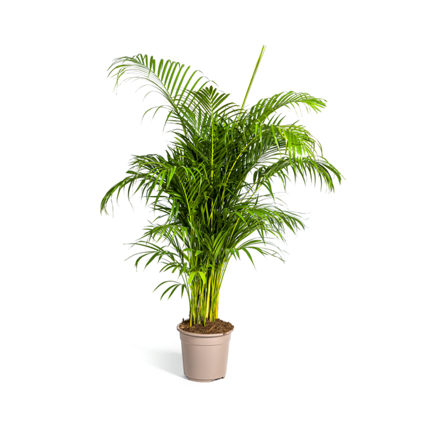 Dypsis Areca lutescens Ø27cm - ↕150 - 170cm