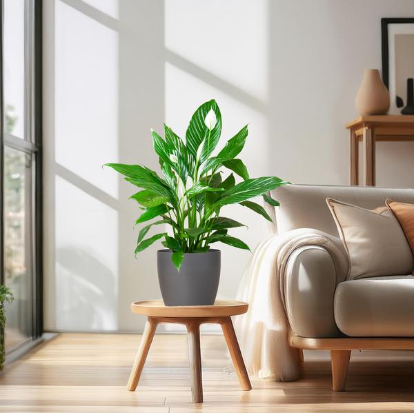 Spathiphyllum met Viber grijs - 80cm - Ø21