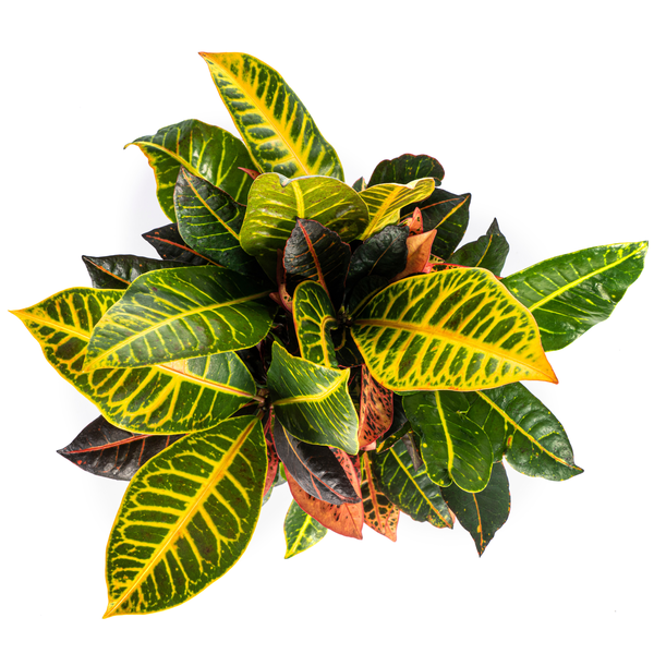 Codiaeum 'Croton' Petra Ø17cm - ↕40 - 60cm