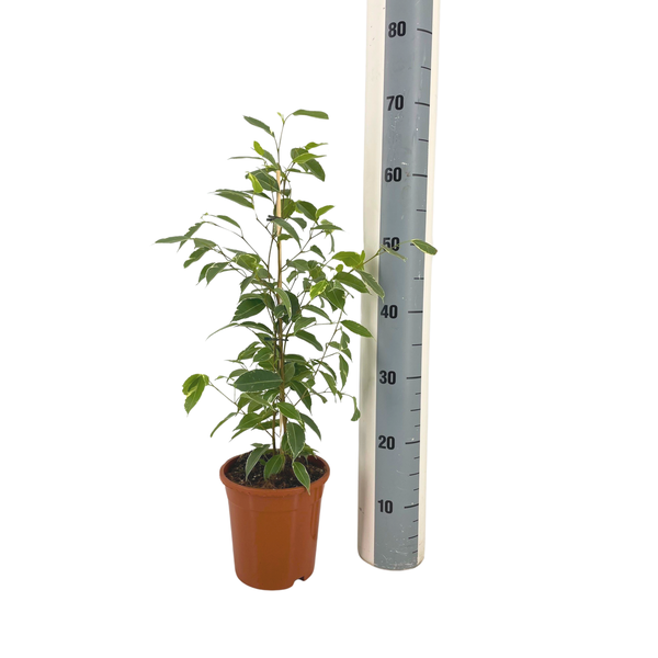 Ficus Benjamina Golden King Ø17cm - ↕60 - 80cm