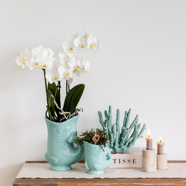 Kolibri Orchids | Planten set Fish Turquoise | Set met witte Phalaenopsis orchidee Amabilis Ø9cm en groene plant Succulent Crassula Hobbit Ø6cm | incl. turquoise keramieken sierpotten