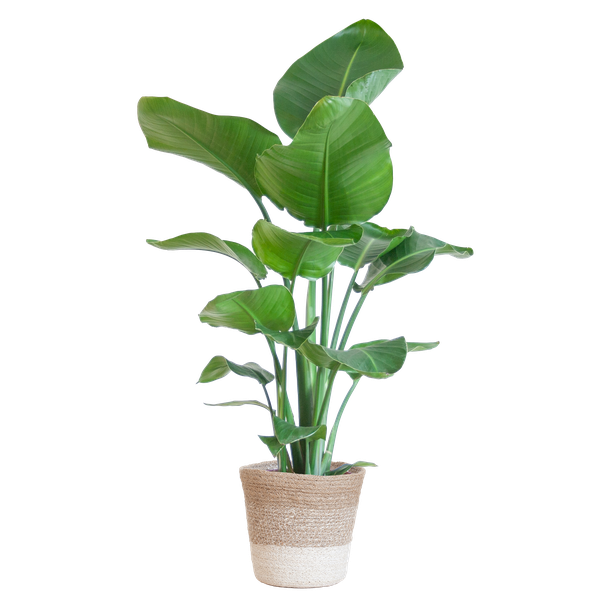 Strelitzia Nicolai met Lissabon mand wit - 80cm - Ø19