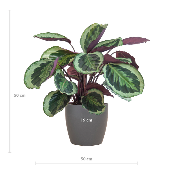 Calathea Medaillon met Viber grijs - 65cm - Ø19