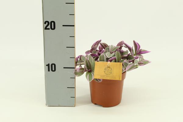 Tradescantia Sweetness 10,5cm - Ø10,5cm - ↕10cm