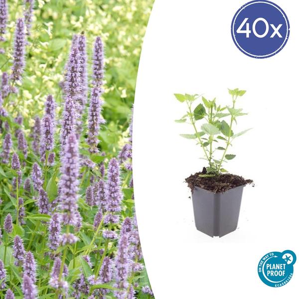 40x Agastache 'Blue Fortune' - ↕10-25cm - Ø9cm