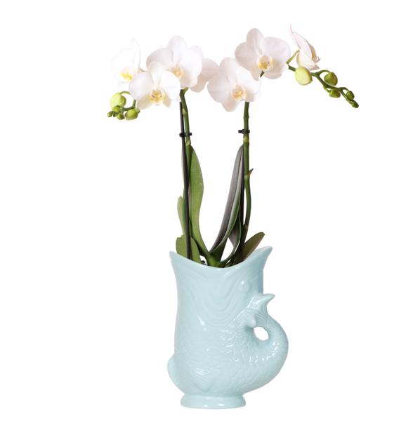 Kolibri Orchids | witte Phalaenopsis orchidee - Amabilis + Fish pot turqoise - potmaat Ø9cm | bloeiende kamerplant - vers van de kweker