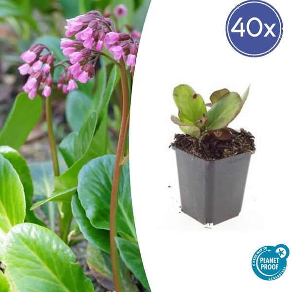 40x Bergenia cordifolia 'Herbstblüte'  - ↕10-25cm - Ø9cm