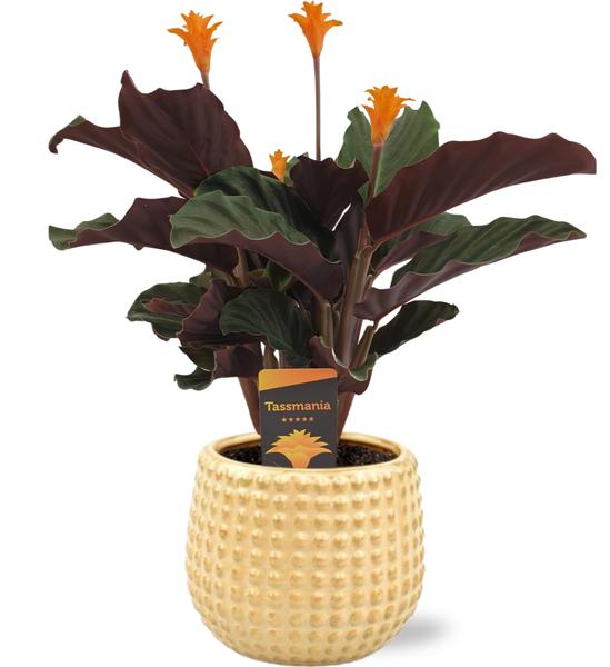 Calathea Crocata - Ø14cm - ↕40cm + Bubble Pot D14,5x13,5cm - Goud