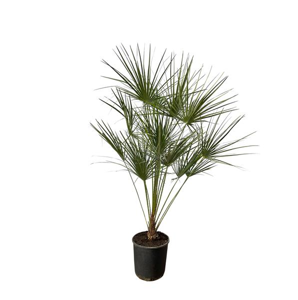 Chamaerops Humilis op stam - 160 cm - Ø24cm