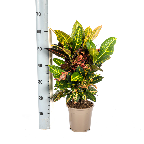 Codiaeum 'Croton' Petra Ø17cm - ↕40 - 60cm