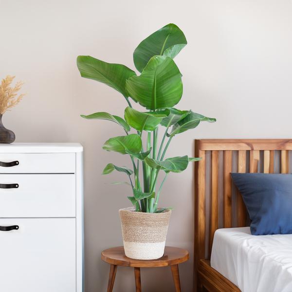 Strelitzia Nicolai met Lissabon mand wit - 80cm - Ø19